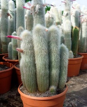 Cleistocactus strausii