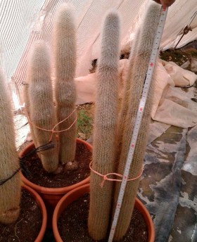 Cleistocactus strausii