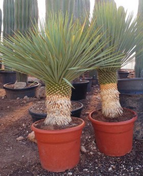 Yucca Rostrata