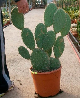 Opuntia 1