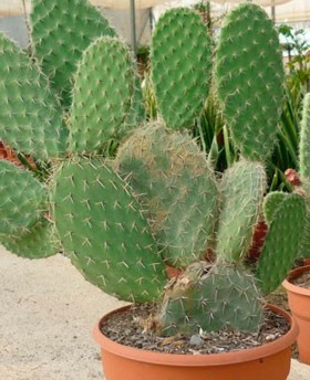 Opuntia leucotricha