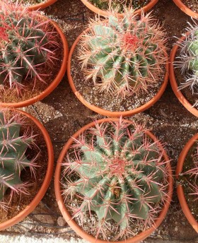 Ferocactus Stainesii﻿﻿