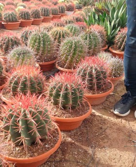 Ferocactus Stainesii﻿﻿