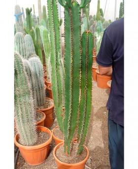 Euphorbia Eritrea