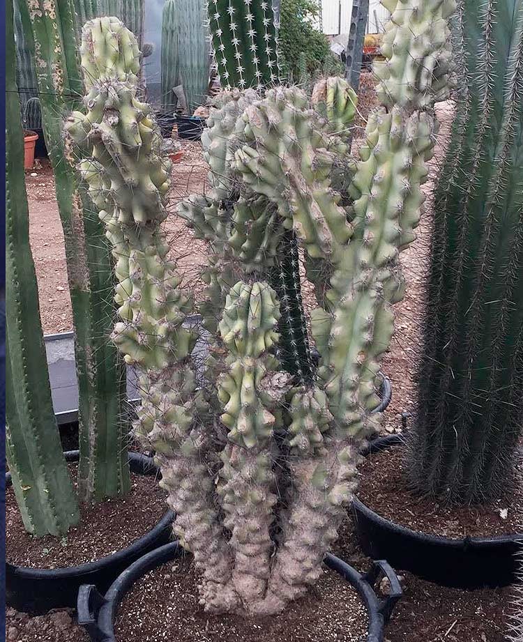 Ejemplar Cereus monstruoso