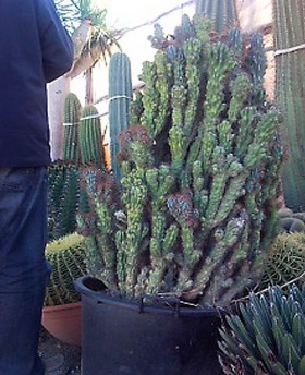 Ejemplar Cereus monstruoso