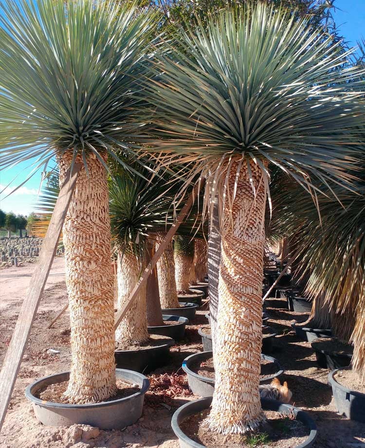 Yucca Rostrata