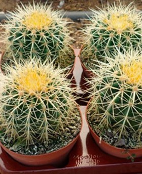 Echinocactus Grusonii 6 Uds.