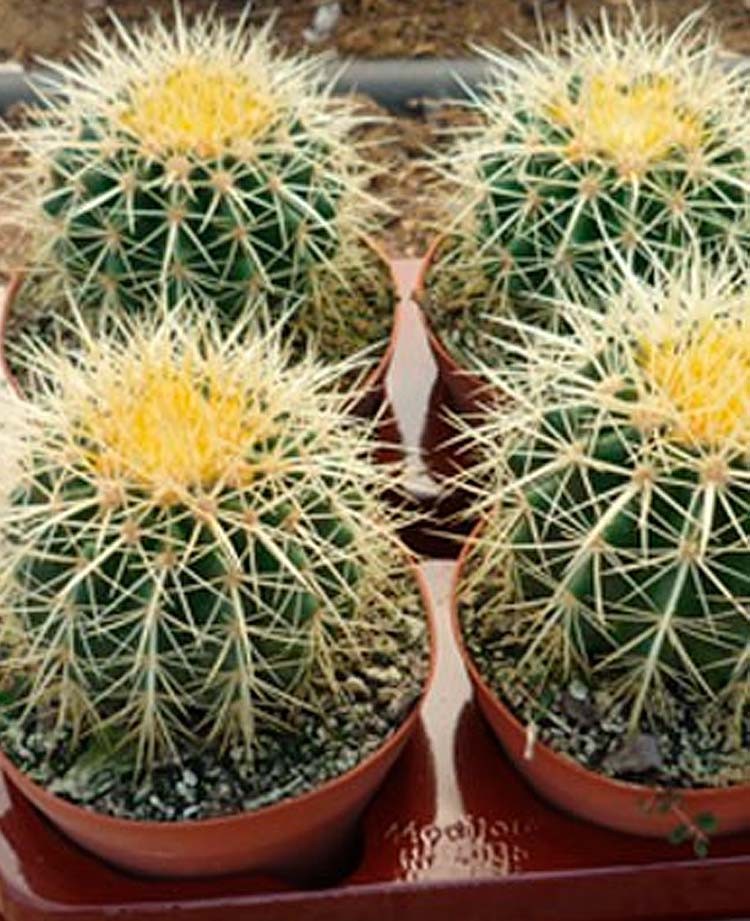 Venta de Echinocactus Grusonii online - Space Garden - Vivero online