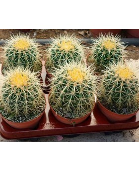 Echinocactus Grusonii 6 Uds.