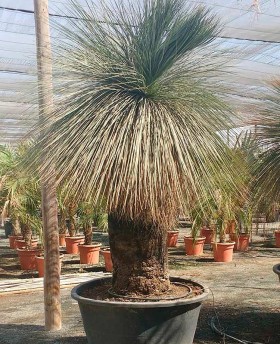 Xanthorrhoea Jhonsonii﻿