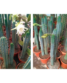 Trichocereus pachanoi