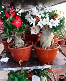 adenium Obesum