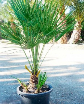 Chamaerops Humilis