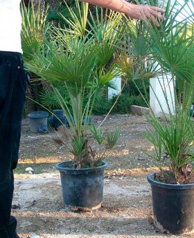 Chamaerops Humilis