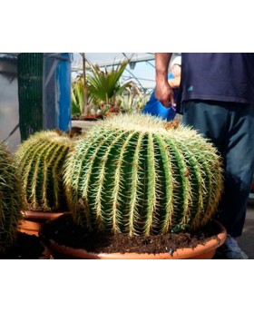 Echinocactus Grusonii