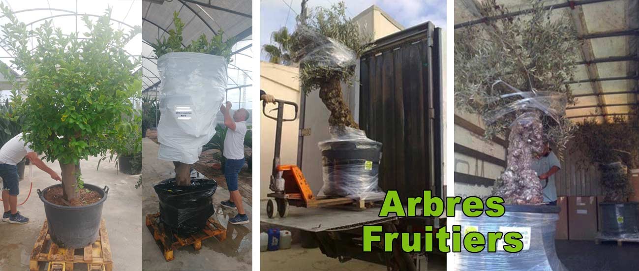 arbres fruitiers